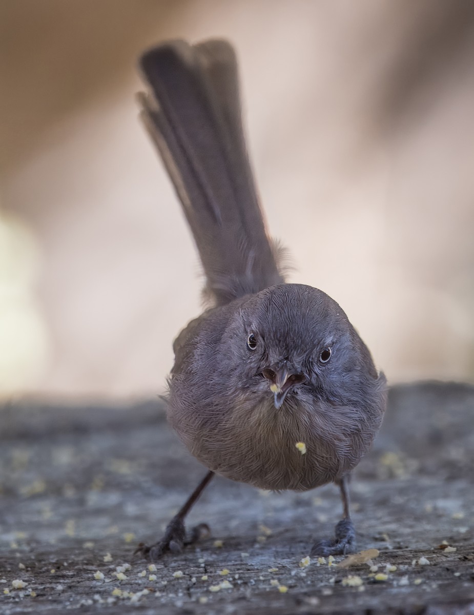 Wrentit - ML642880275