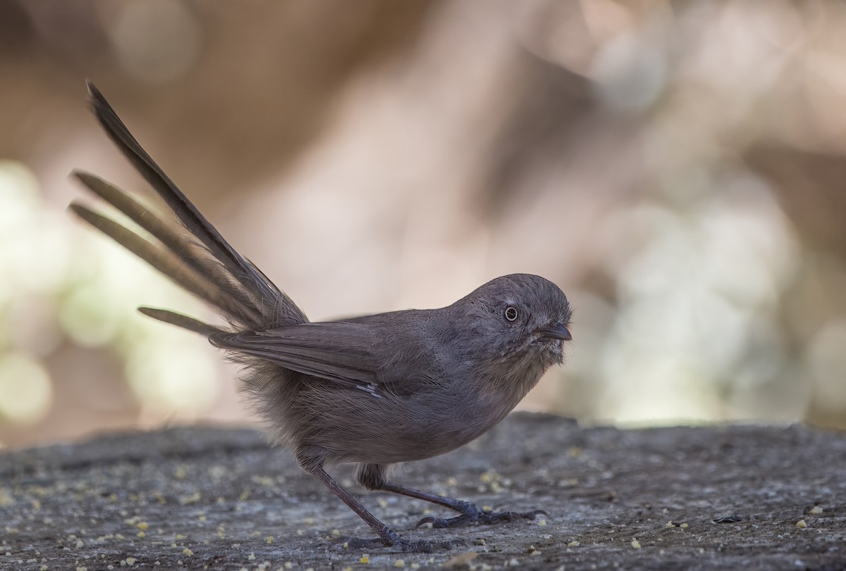 Wrentit - ML642880277