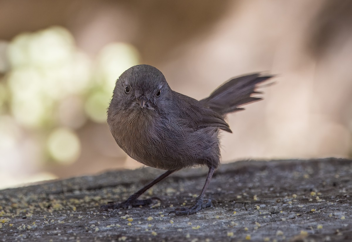 Wrentit - ML642880279