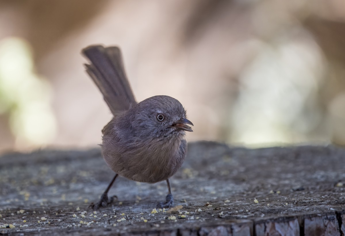 Wrentit - ML642880280