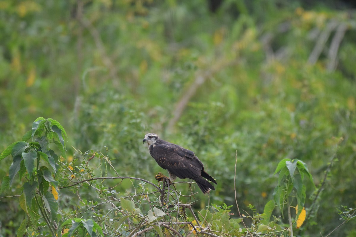 Snail Kite - ML642880282