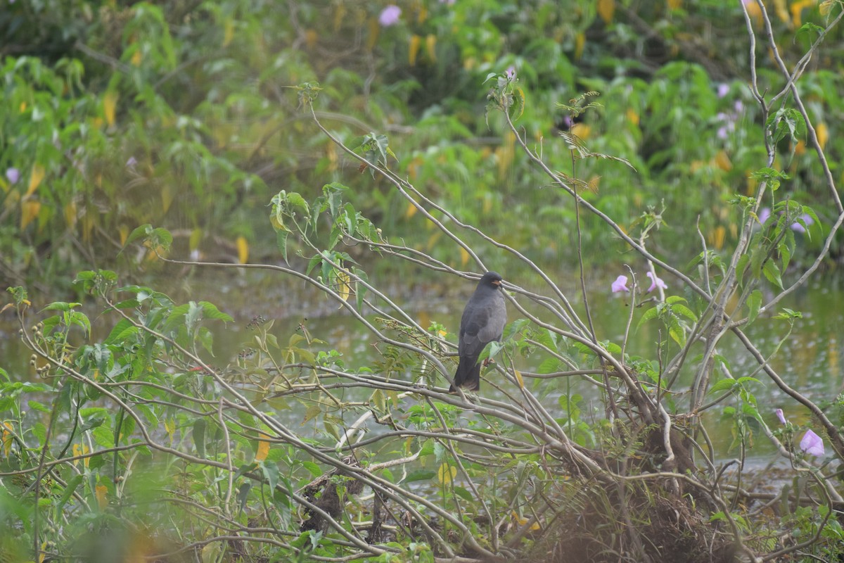 Snail Kite - ML642880284