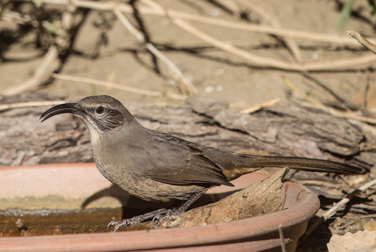 California Thrasher - ML642880285
