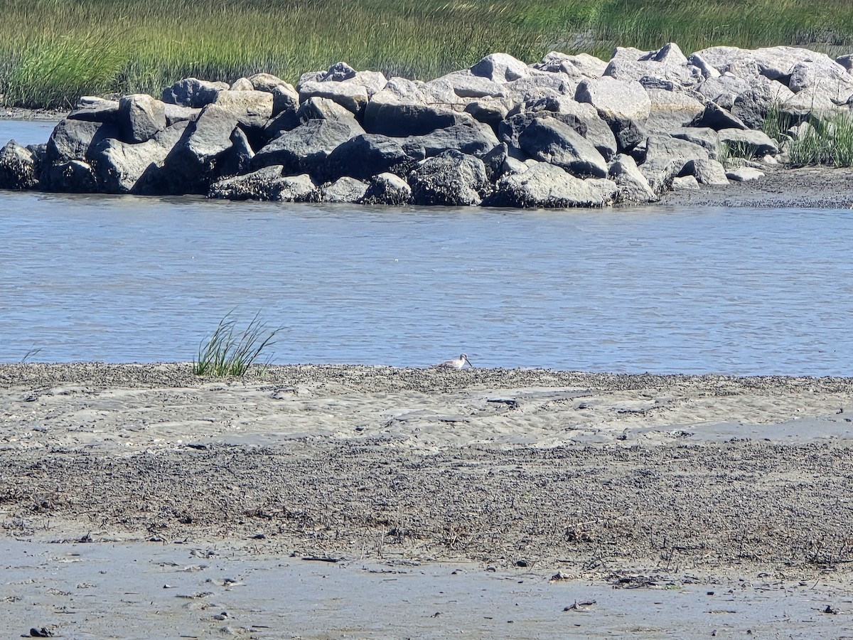 Willet - ML642880292