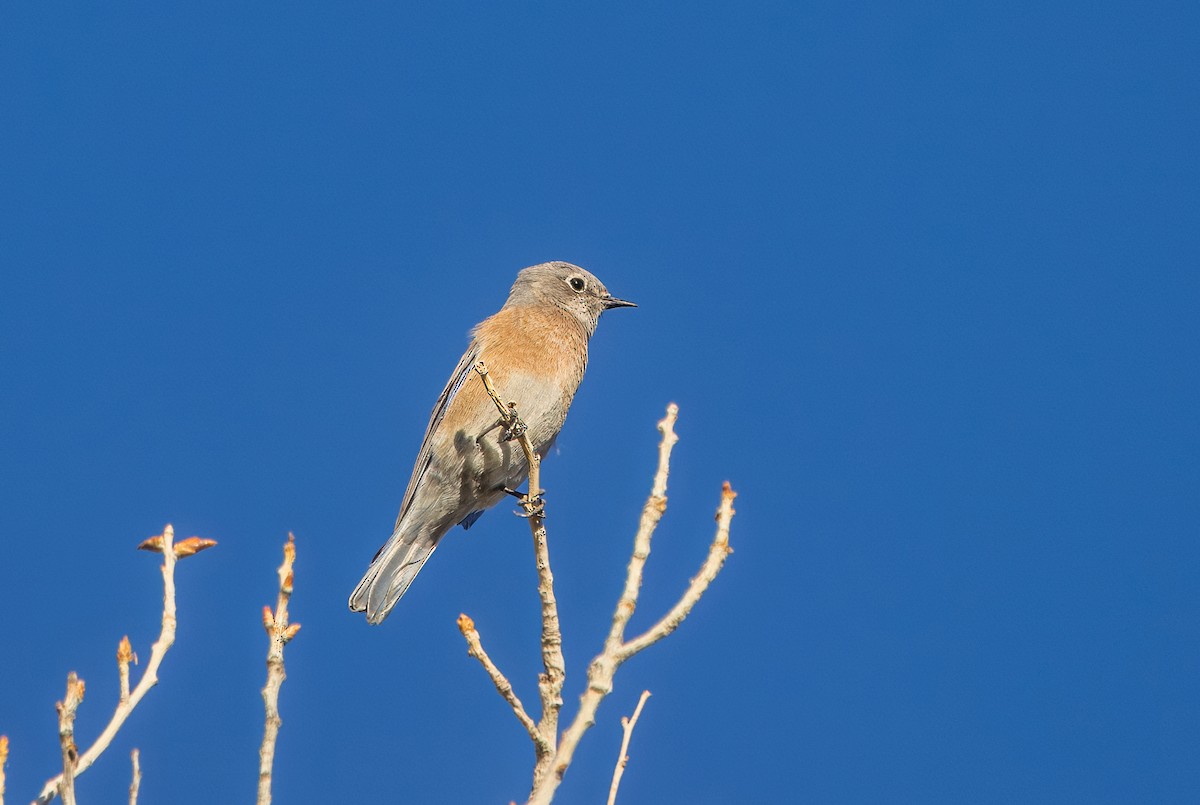 Western Bluebird - ML642880300