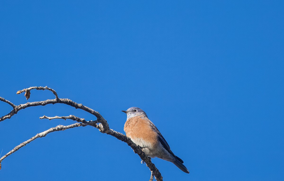 Western Bluebird - ML642880301