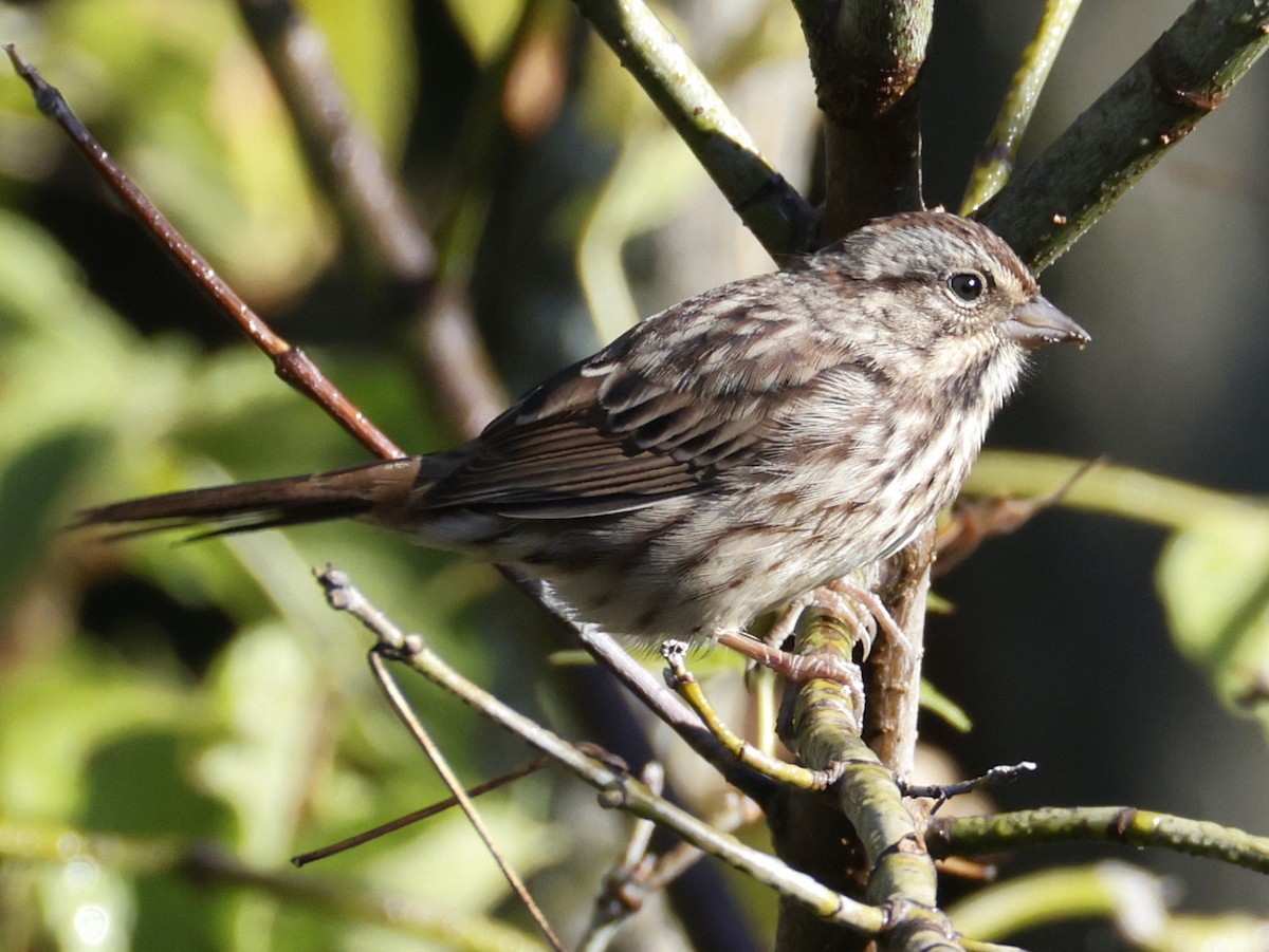 Song Sparrow - ML642880302