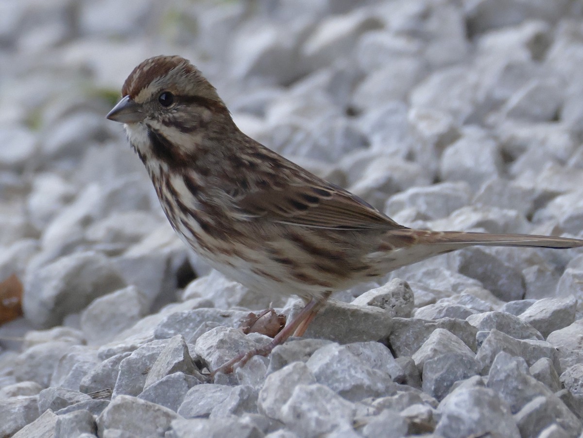 Song Sparrow - ML642880303