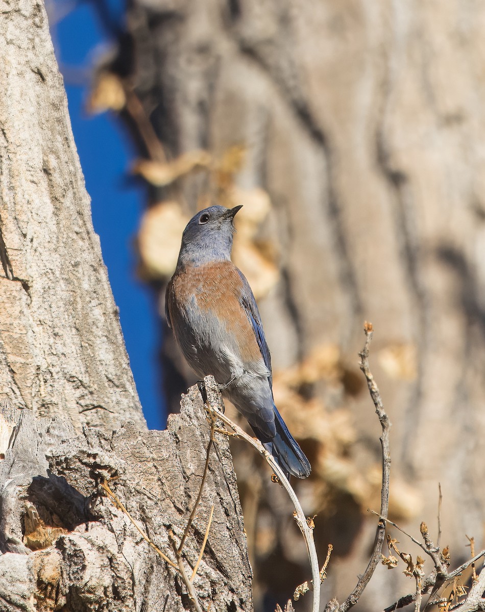 Western Bluebird - ML642880307