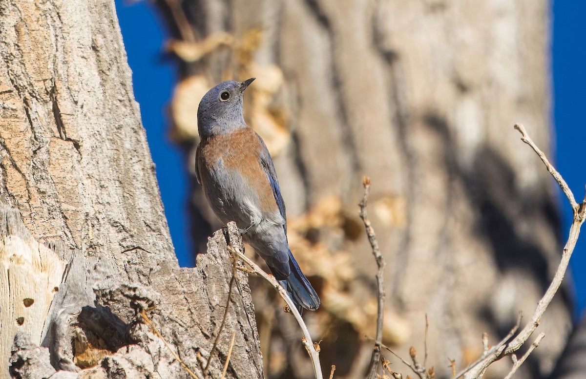 Western Bluebird - ML642880308