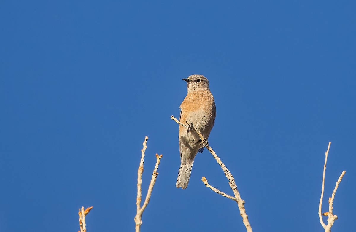 Western Bluebird - ML642880309