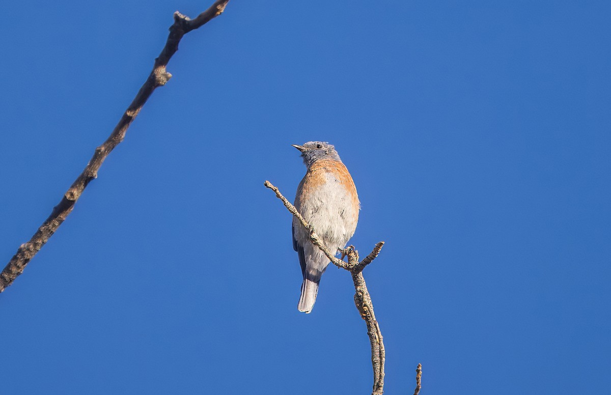 Western Bluebird - ML642880310
