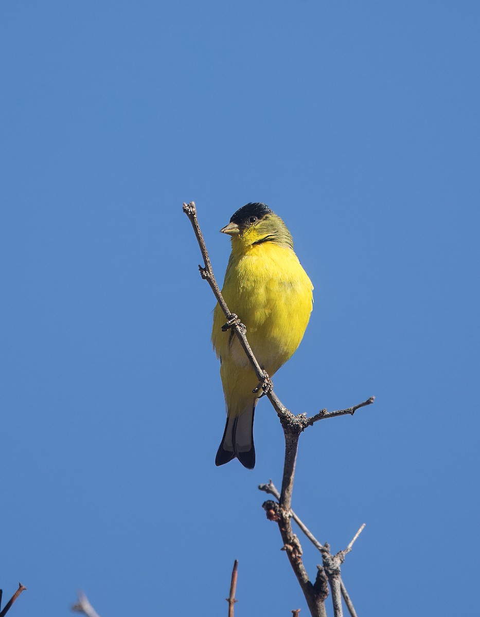 Lesser Goldfinch - ML642880313