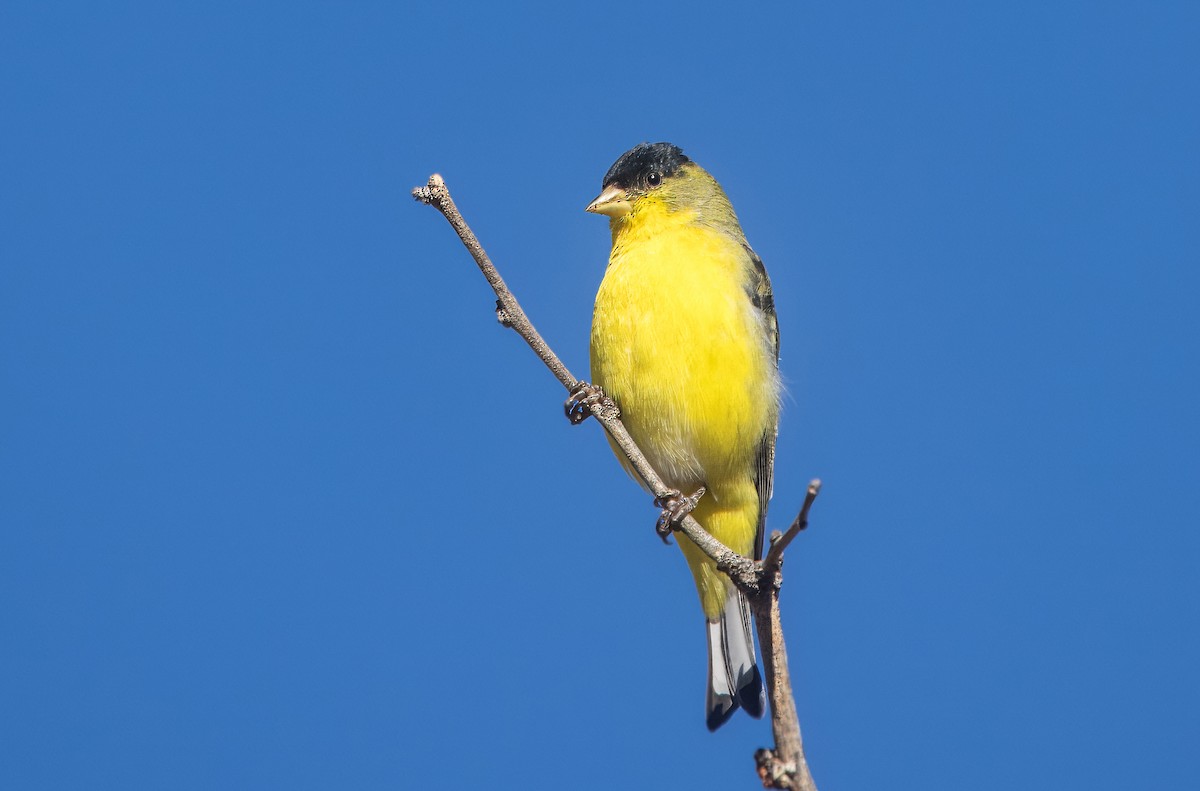 Lesser Goldfinch - ML642880314