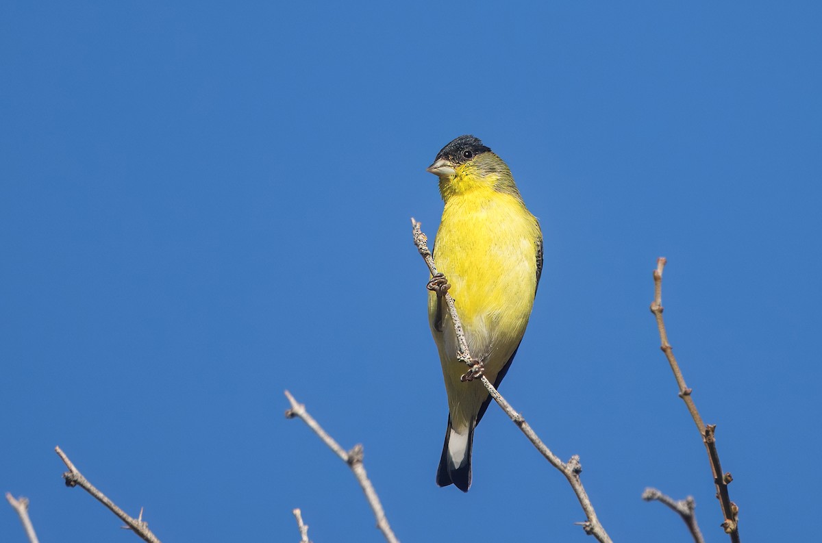 Lesser Goldfinch - ML642880319