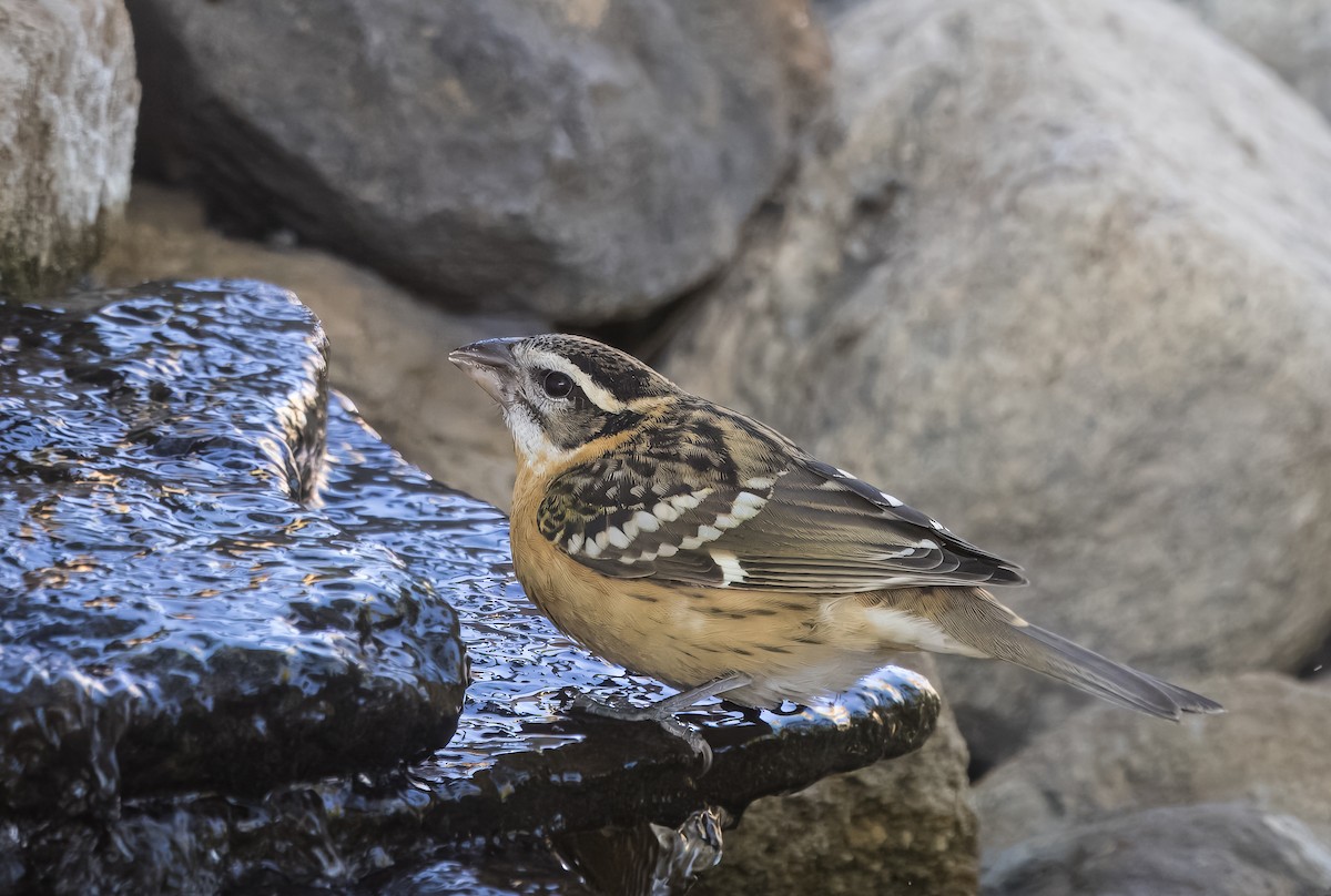 Black-headed Grosbeak - ML642880324