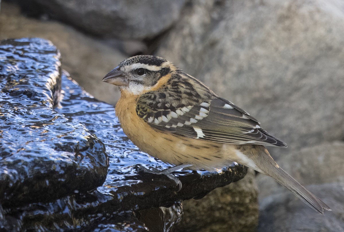 Black-headed Grosbeak - ML642880325
