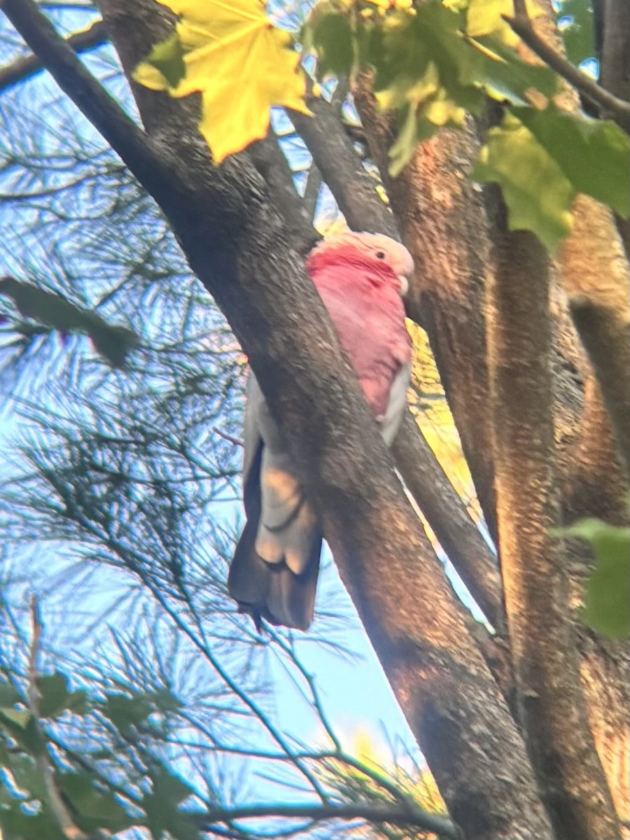 Galah - ML642880326
