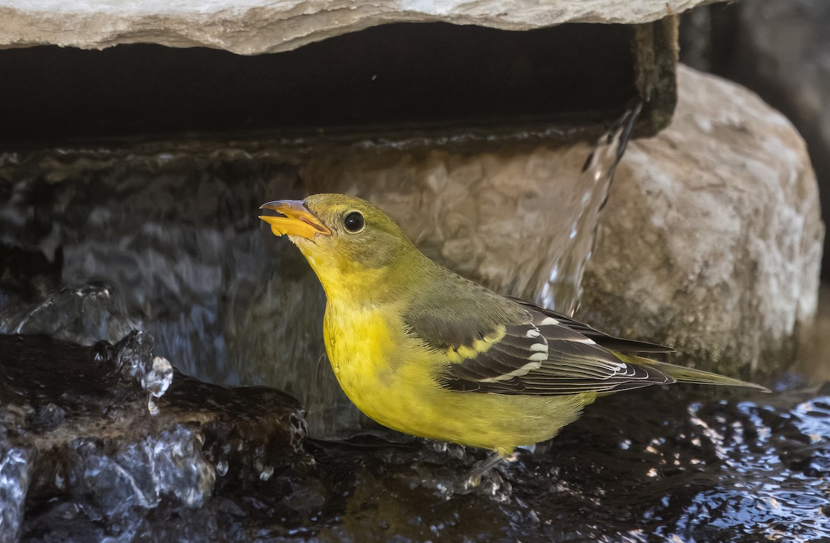 Western Tanager - ML642880327