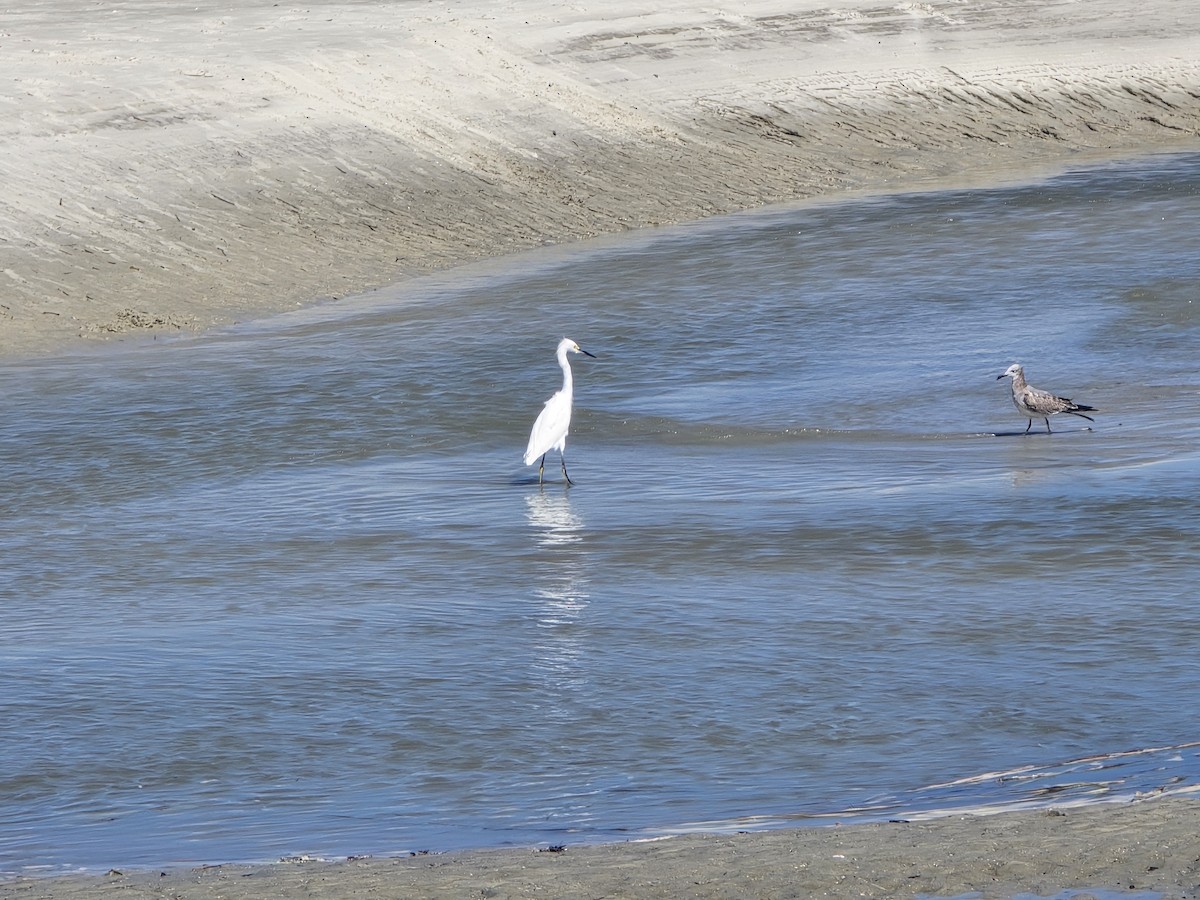 Snowy Egret - ML642880329