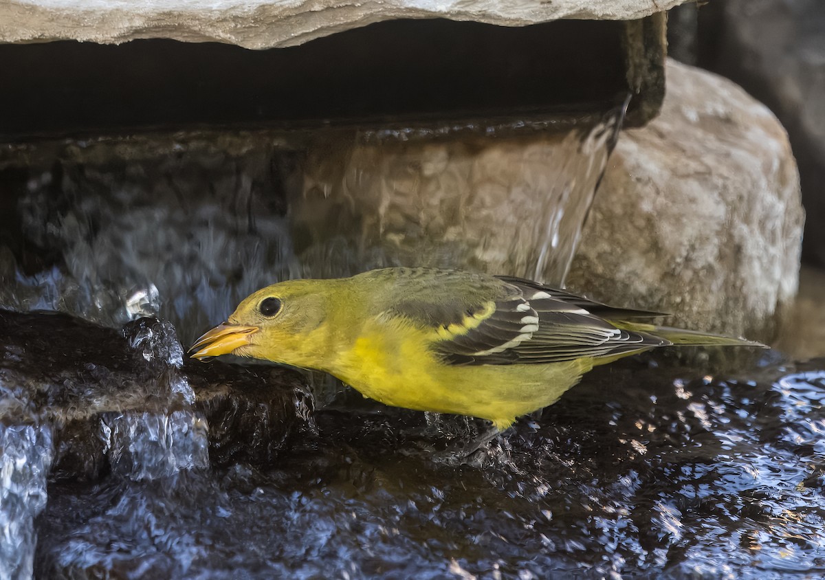 Western Tanager - ML642880330