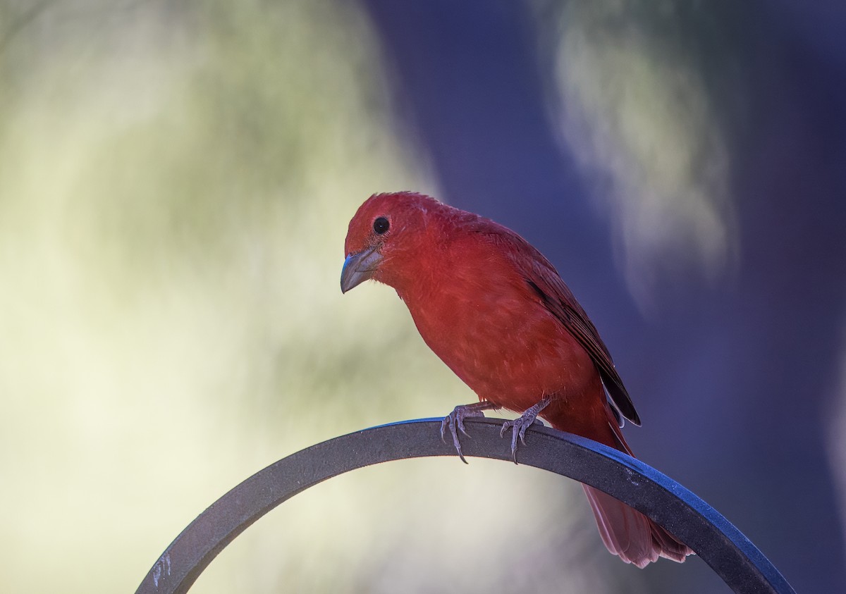 Summer Tanager - ML642880331