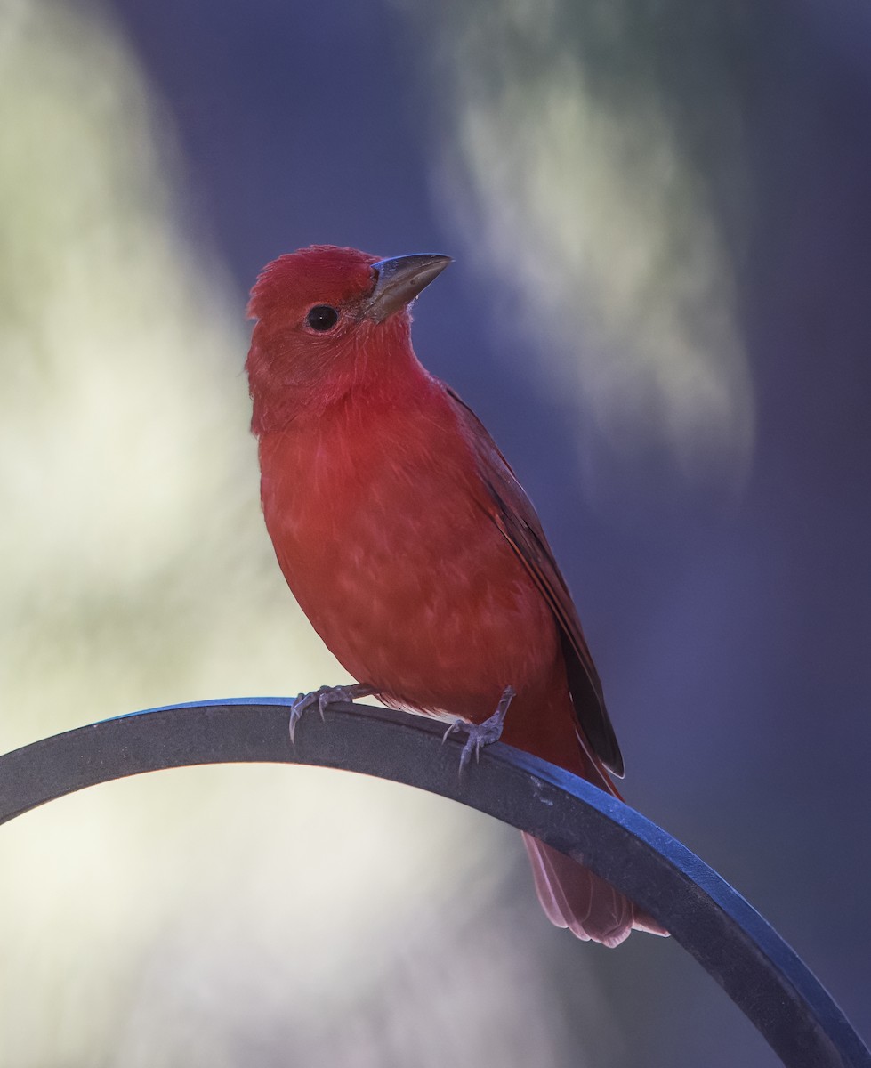Summer Tanager - ML642880332