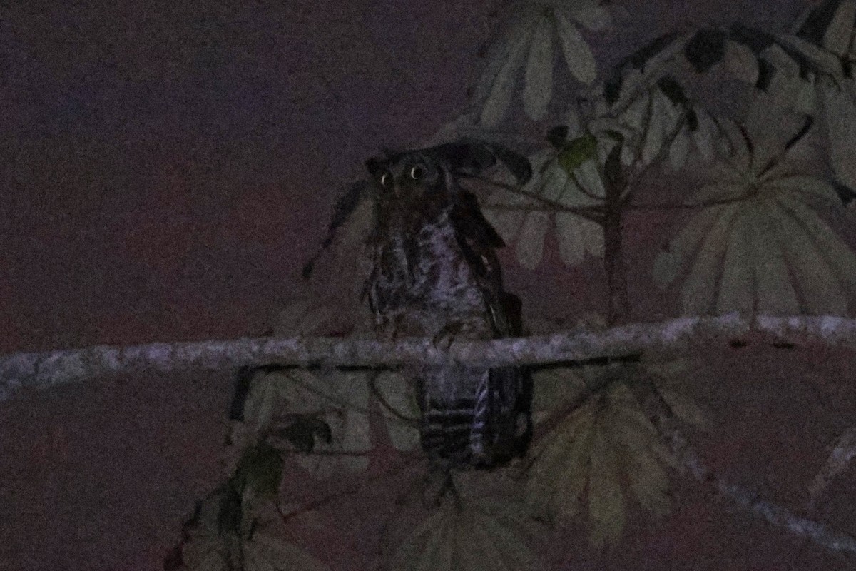 Akun Eagle-Owl - ML642880333