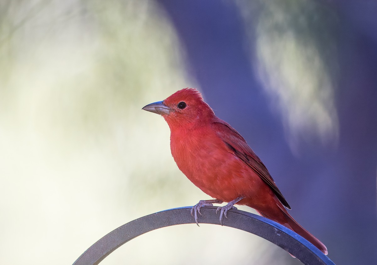Summer Tanager - ML642880334