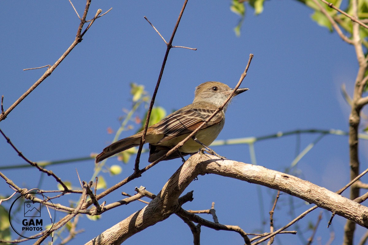 Brown-crested Flycatcher - ML642880337