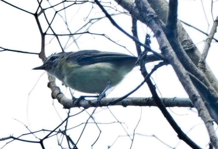 Brown-capped Vireo - ML642880361