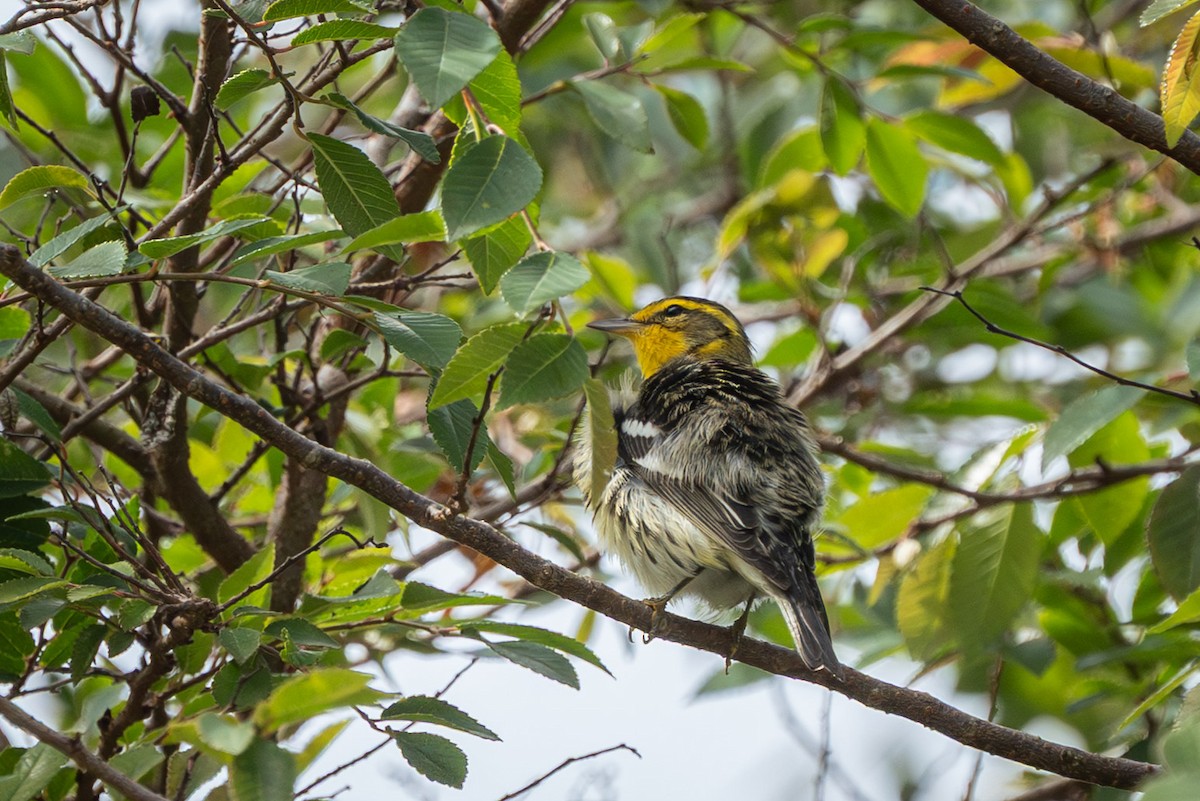 Blackburnian Warbler - ML642880369