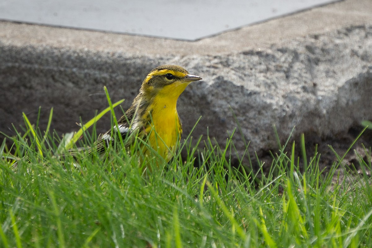 Blackburnian Warbler - ML642880375