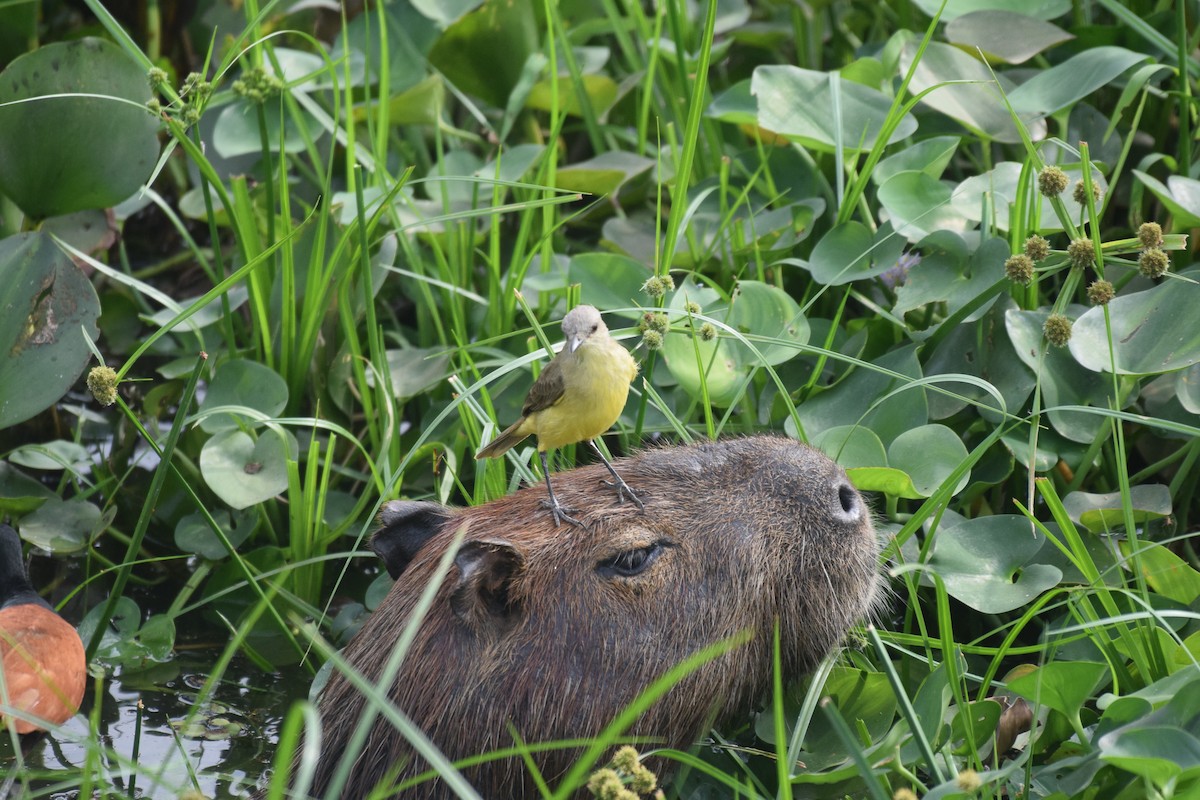 ウシタイランチョウ - ML642880387