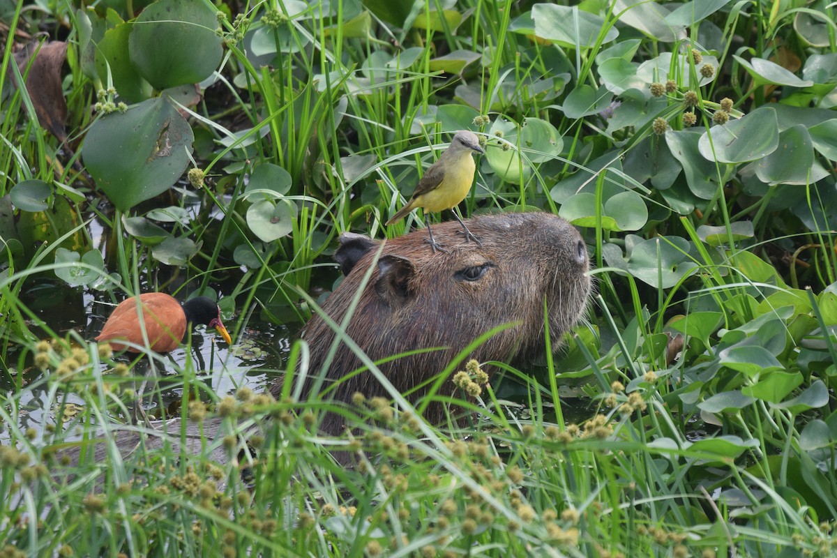 ウシタイランチョウ - ML642880391