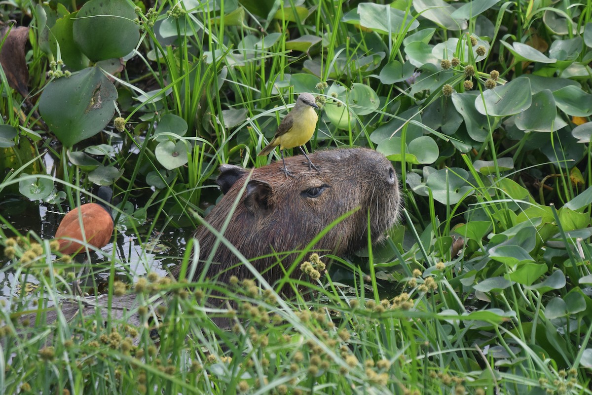 ウシタイランチョウ - ML642880394