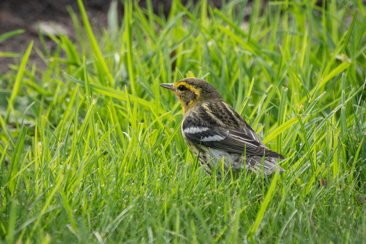 Blackburnian Warbler - ML642880396