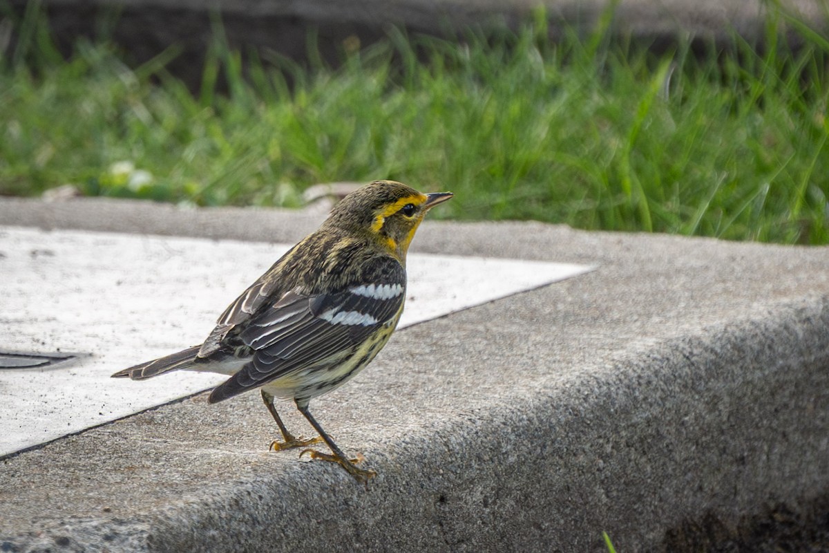 Blackburnian Warbler - ML642880409