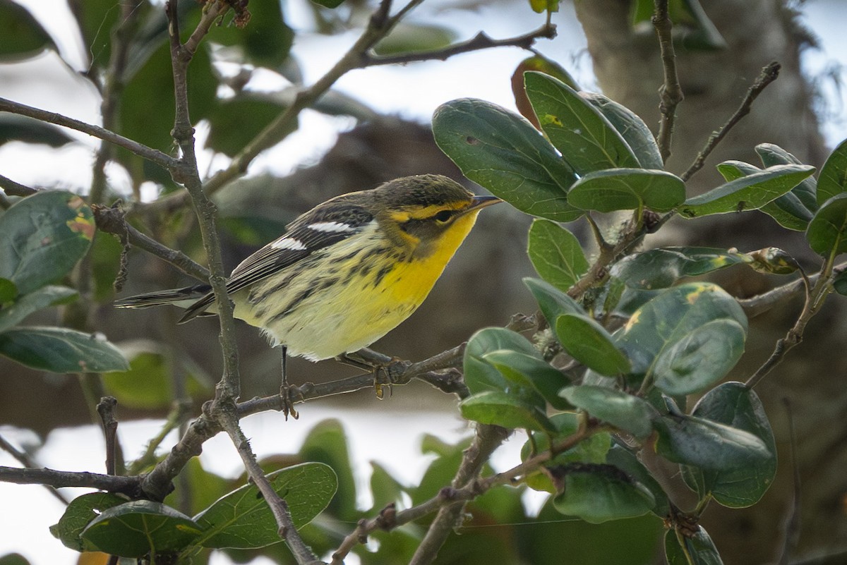 Blackburnian Warbler - ML642880414