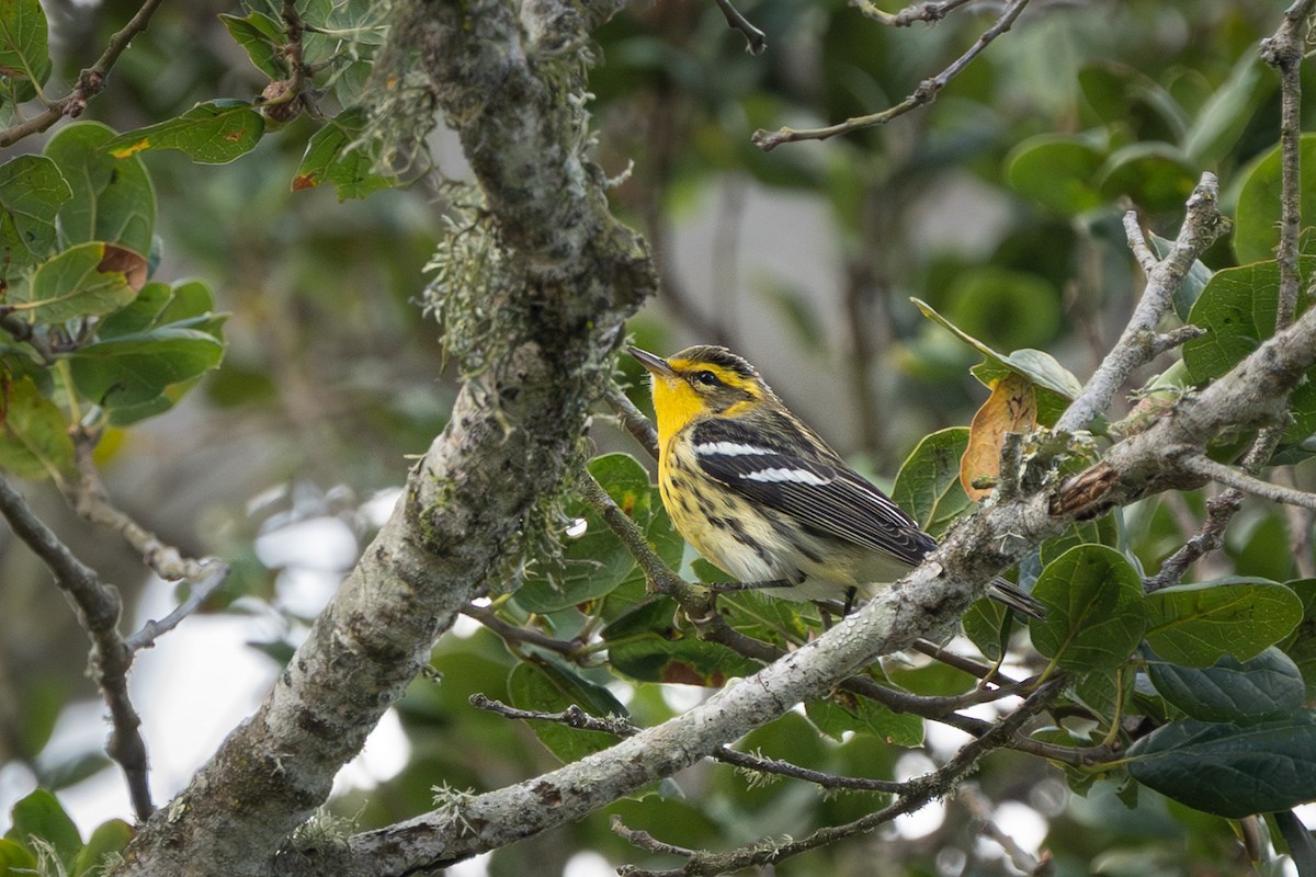 Blackburnian Warbler - ML642880425