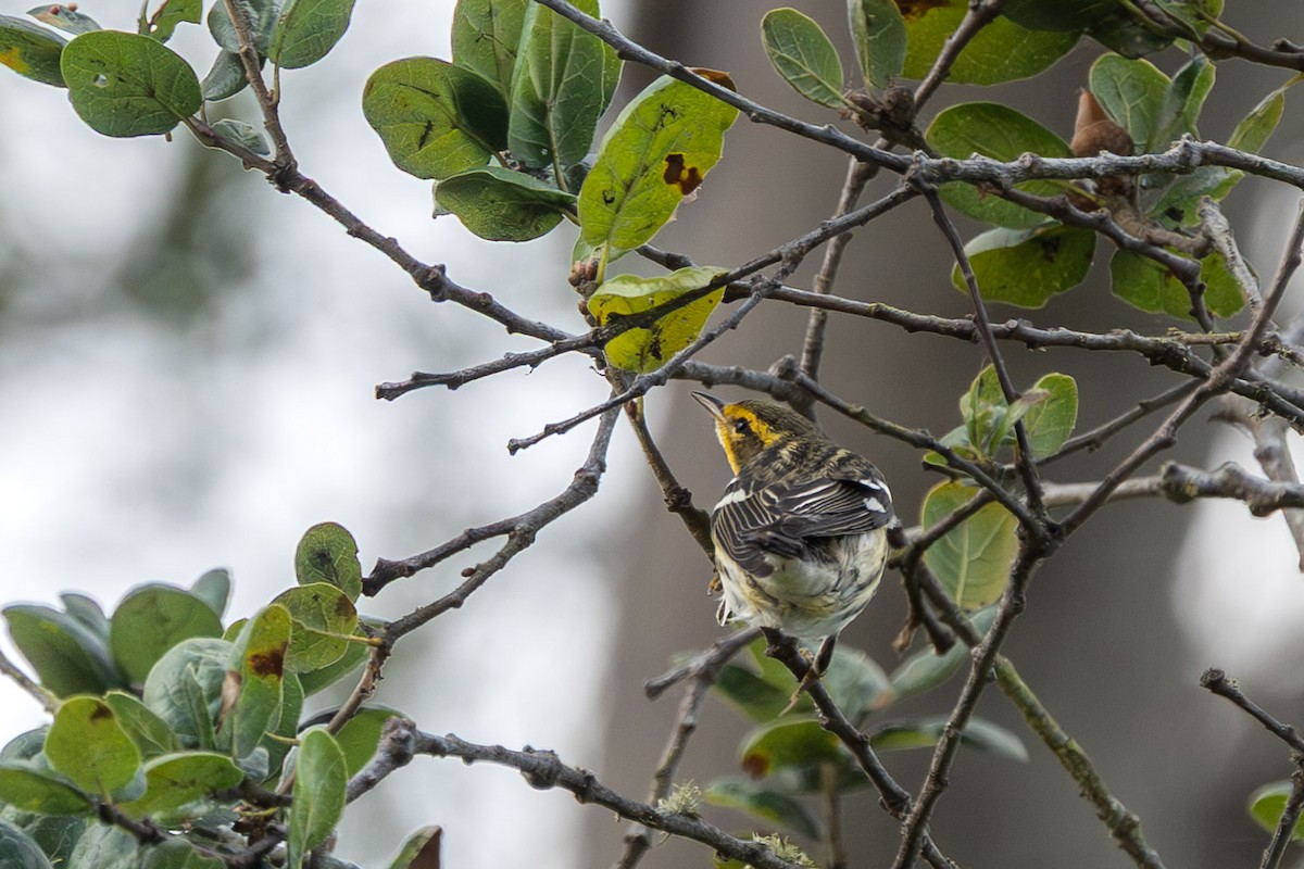 Blackburnian Warbler - ML642880433