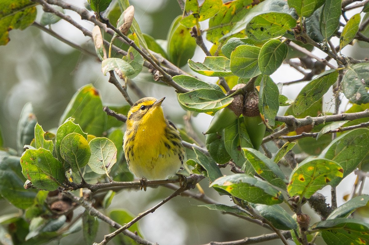 Blackburnian Warbler - ML642880450