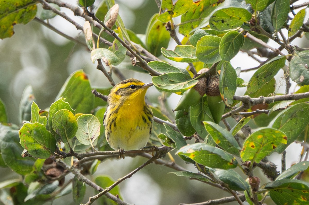 Blackburnian Warbler - ML642880451