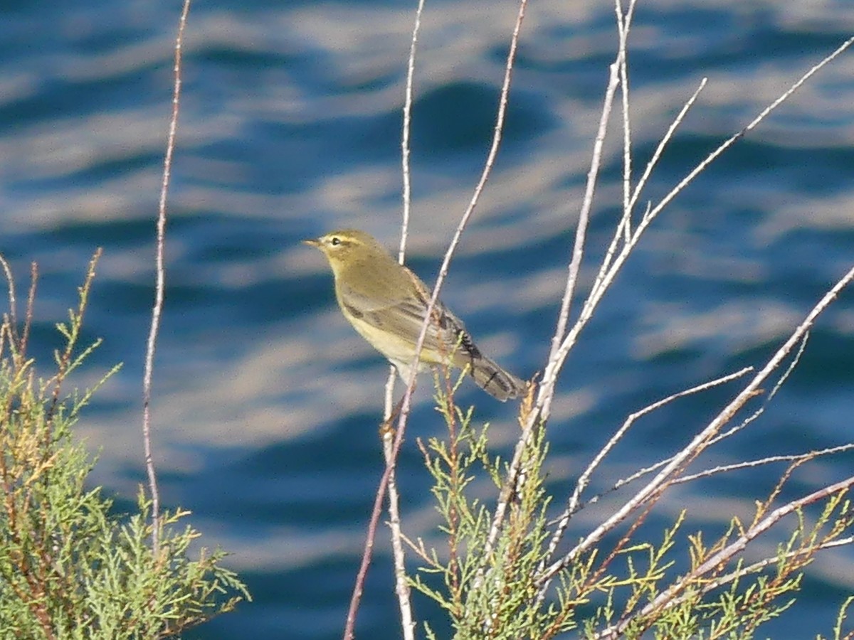 Ногоон дууч шувуу - ML642880469