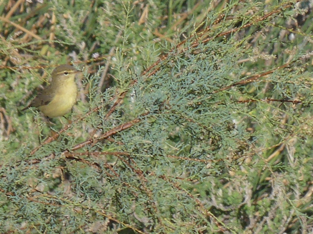 Ногоон дууч шувуу - ML642880470