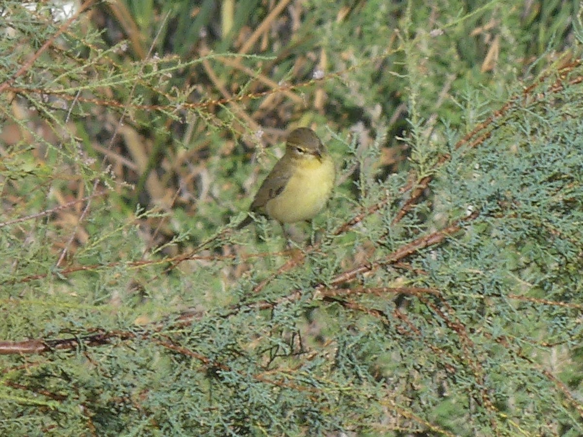 Ногоон дууч шувуу - ML642880471