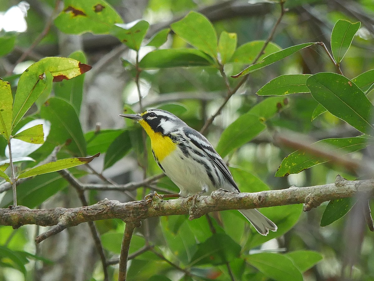 Yellow-throated Warbler - ML642880491