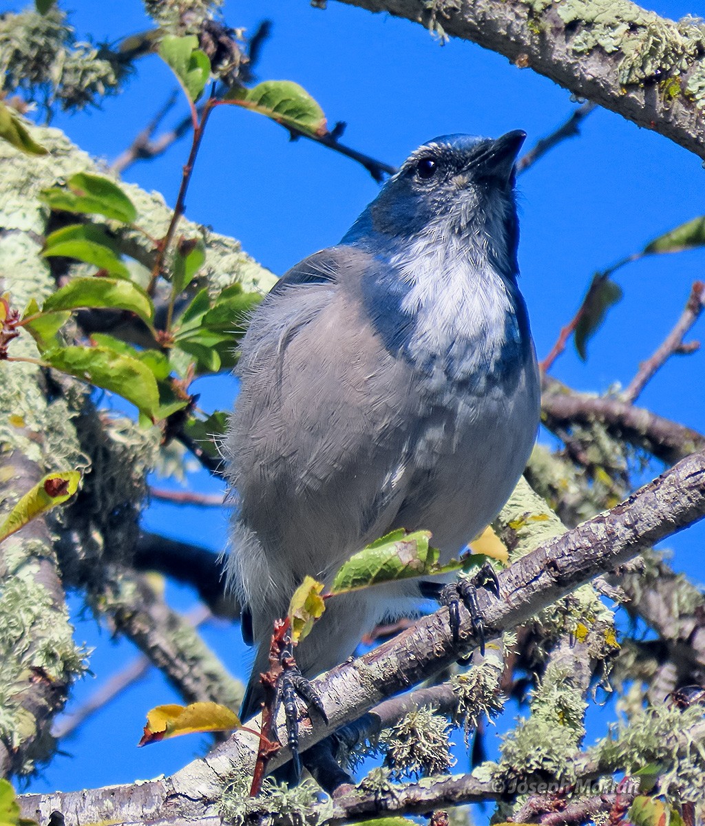 California Scrub-Jay - ML642880515