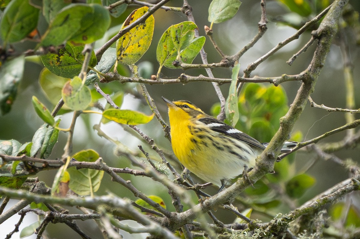 Blackburnian Warbler - ML642880524