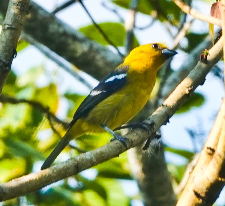 White-winged Tanager - ML642880525